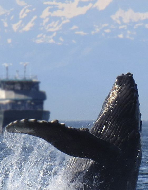 Sperm whale in the foreground coming up for air with a whale watching vessel blurred in the background