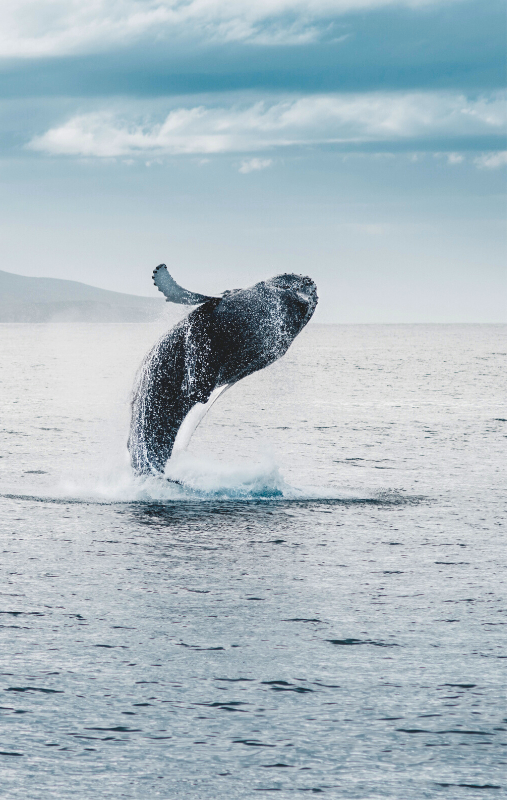 whale jumping almost its full length into the air