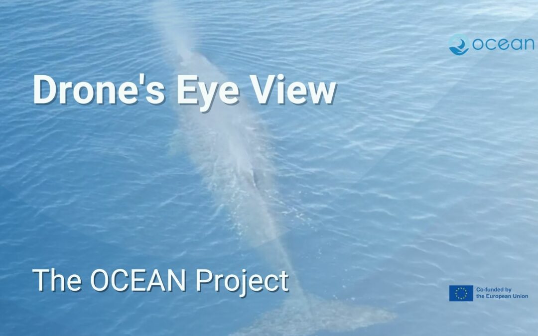 Drone Footage: Whales and Dolphins Play in the Azore’s Waters