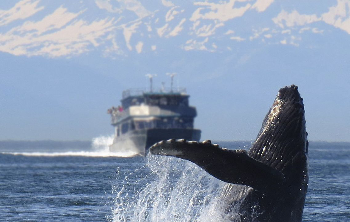 Sperm whale in the foreground coming up for air with a whale watching vessel blurred in the background