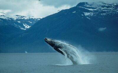 Protecting Marine Giants: Whales The Unsung Heroes