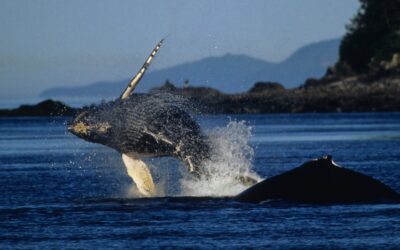 OCEAN Project Supports Coastal Administrations