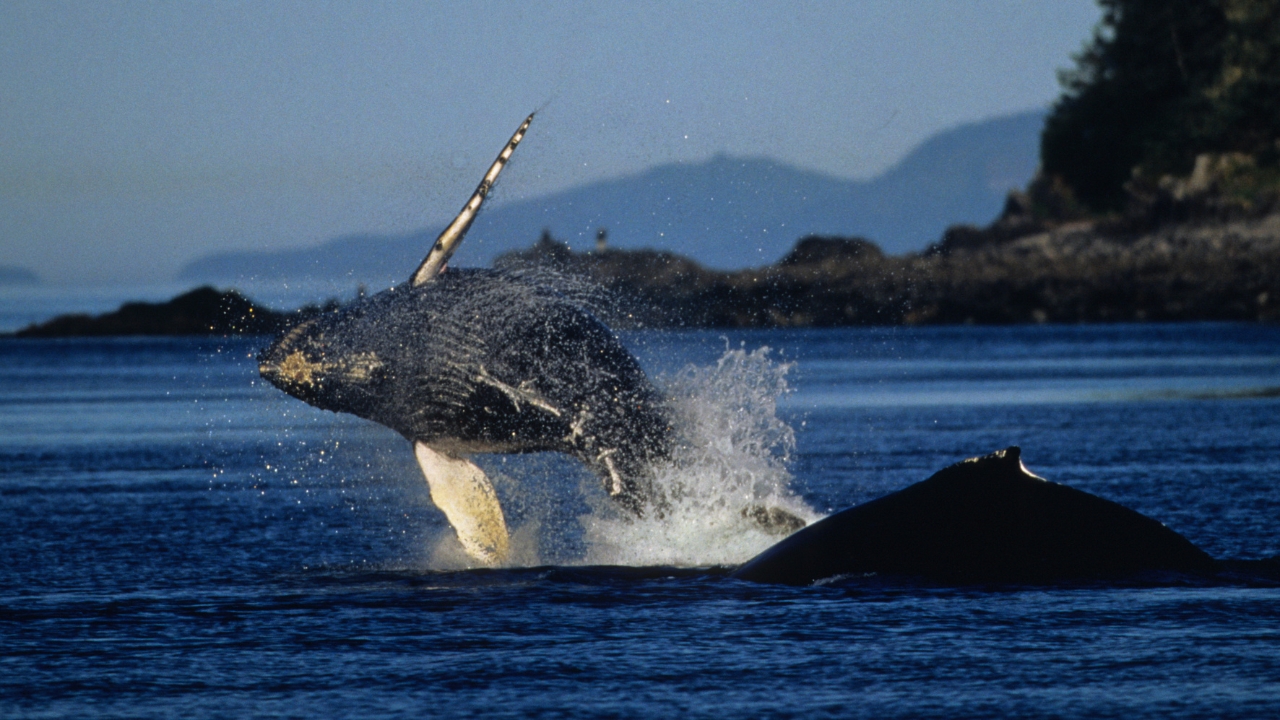 Whales basking in the sea near the coast